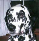Dalmatinac, Dalmatian