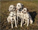 Dalmatinac, Dalmatian