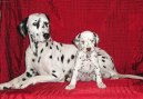 Dalmatinac, Dalmatian