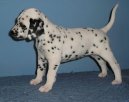 Dalmatinac, Dalmatian