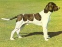 Old Danish Pointing Dog, Gammel Dansk H�nsehund