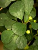 Ficus deltoidea � vrstevnat�