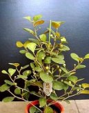 Ficus deltoidea � vrstevnat�