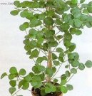 Ficus deltoidea � vrstevnat�