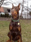Dobermann, Doberman
