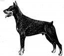 Dobermann, Doberman