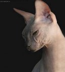 Don sphynx