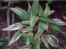 Dra�inka, kordyline