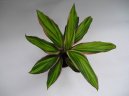 Cordyline