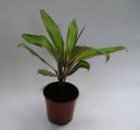 Cordyline