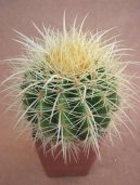 Echinocactus Grusonii