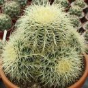 Echinocactus Grusonii