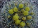 Echinocactus Grusonii