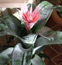 �chmea