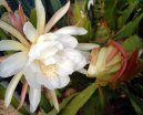 Epiphyllum