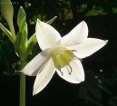 Eucharis
