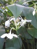 Eucharis