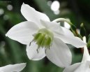 Eucharis