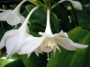 Eucharis, l�benka