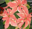 Pry�ec n�dhern�, v�no�n� hv�zda, poinsetie