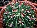 Ferocactus latispinus