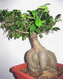 Ficus Retusa