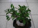 Ficus Retusa