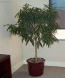 Ficus Alii