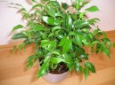Ficus benjamina