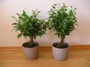 Ficus benjamina