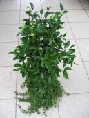 Ficus benjamina