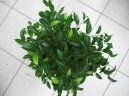Ficus benjamina