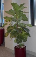 Ficus lyrata