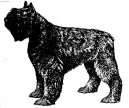 Flandersk� bouvier