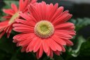 Gerbera jamesonii