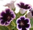 Glox�nie