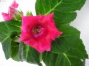 Glox�nie