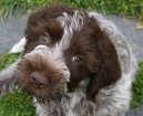 Griffon d�Arret � Poil Dur