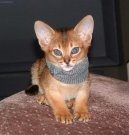 Abyssinian cat