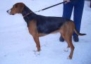 Hamiltonst�vare, Hamilton Hound