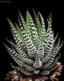 Haworthia