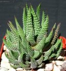 Haworthia