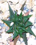 Haworthia