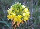 Hemantus, krvokv�t, slon� ucho
