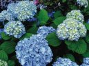 Hydrangea