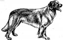 Str� domu