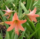 Hv�zdn�k, zornice, amarylis