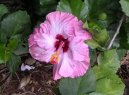 Ibi�ek ��nsk�