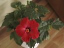 Ibi�ek ��nsk�