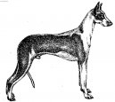 Podenco Ibizenco